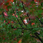Wet leaves in fall rain.