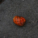 Prickly Pear on sidewalk in fall rain.