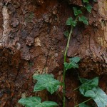 Wet tree in fall rain.