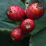 Prickly Pear