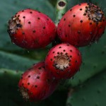 Prickly Pear