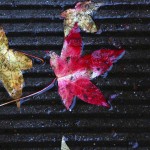 Wet leaves in fall rain.