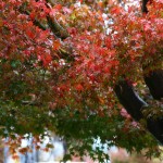 Wet leaves in fall rain.